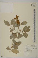 淡綠葉衛矛藏品圖，第1張