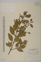 扶芳藤藏品圖，第1張