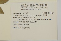 扶芳藤藏品圖，第2張