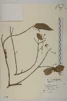 刺果衛矛藏品圖，第1張