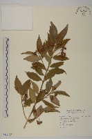 刺果衛矛藏品圖，第1張