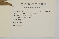 刺果衛矛藏品圖，第2張