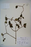 登錄號:S113431藏品圖，第1張