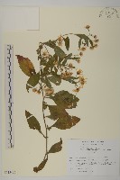 登錄號:S113435藏品圖，第1張