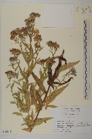 友禪花藏品圖，第1張