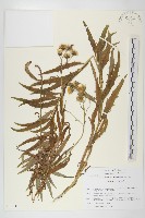 山柳菊藏品圖，第1張