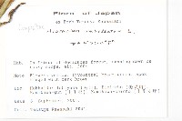 山柳菊藏品圖，第2張