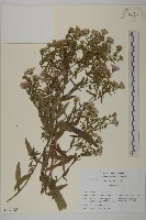 友禪花藏品圖，第1張