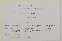 友禪花藏品圖，第2張