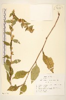 登錄號:S113446藏品圖，第1張