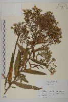 友禪花藏品圖，第1張