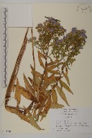 友禪花藏品圖，第1張