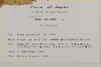 友禪花藏品圖，第2張