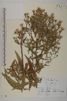 友禪花藏品圖，第1張