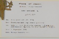 友禪花藏品圖，第2張