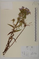 友禪花藏品圖，第1張