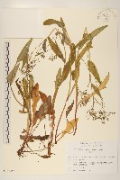 齒緣苦實藏品圖，第1張