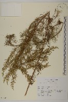 登錄號:S113471藏品圖，第1張