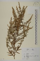 登錄號:S113472藏品圖，第1張