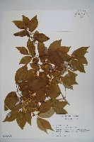 登錄號:S113474藏品圖，第1張