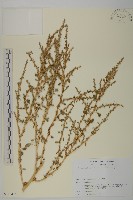 登錄號:S113476藏品圖，第1張