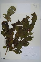 登錄號:S113477藏品圖，第1張