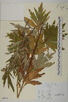 登錄號:S113481藏品圖，第1張