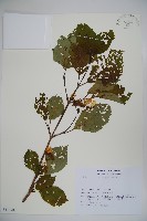 登錄號:S113483藏品圖，第1張