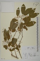 登錄號:S113484藏品圖，第1張