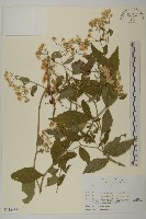 登錄號:S113488藏品圖，第1張