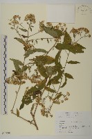 登錄號:S113491藏品圖，第1張