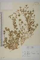 登錄號:S113492藏品圖，第1張