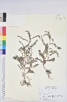 疣果葉下珠藏品圖，第1張