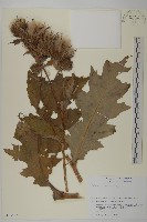 登錄號:S113502藏品圖，第1張