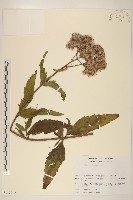 登錄號:S113503藏品圖，第1張