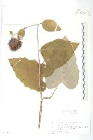 登錄號:S113504藏品圖，第1張