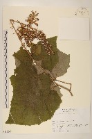 登錄號:S113507藏品圖，第1張