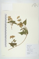 蔓澤蘭藏品圖，第1張