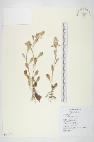 鼠麴舅藏品圖，第1張