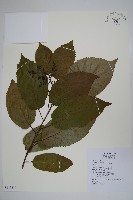 厚殼樹藏品圖，第1張