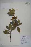 蘭嶼絡石藏品圖，第1張