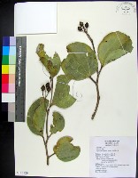 菲律賓朴樹藏品圖，第1張