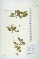 金腰箭藏品圖，第1張