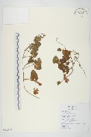 海牽牛藏品圖，第1張