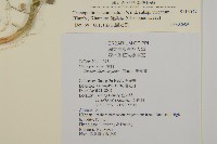 變葉藜藏品圖，第2張