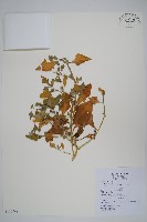 番杏藏品圖，第1張