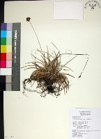 乾溝飄拂草藏品圖，第1張