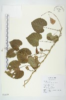 大萼旋花藏品圖，第1張