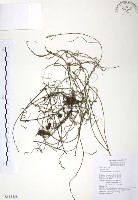 無根草藏品圖，第1張