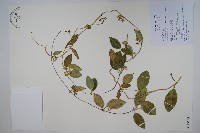 臺灣牛皮消、臺灣白薇藏品圖，第1張